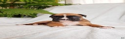 Boxer dogs for sale: Sheila - Ad 3