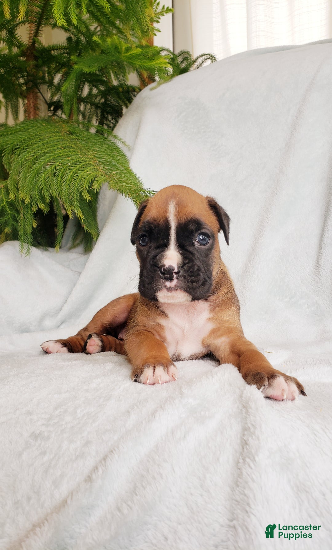 Boxer dogs for sale: Sheila - Ad 3