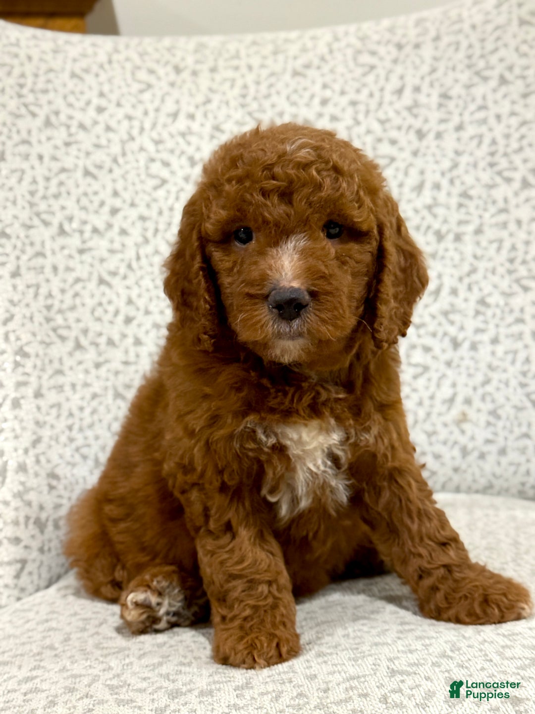 Goldendoodle dogs for sale: Peggy - Ad 7