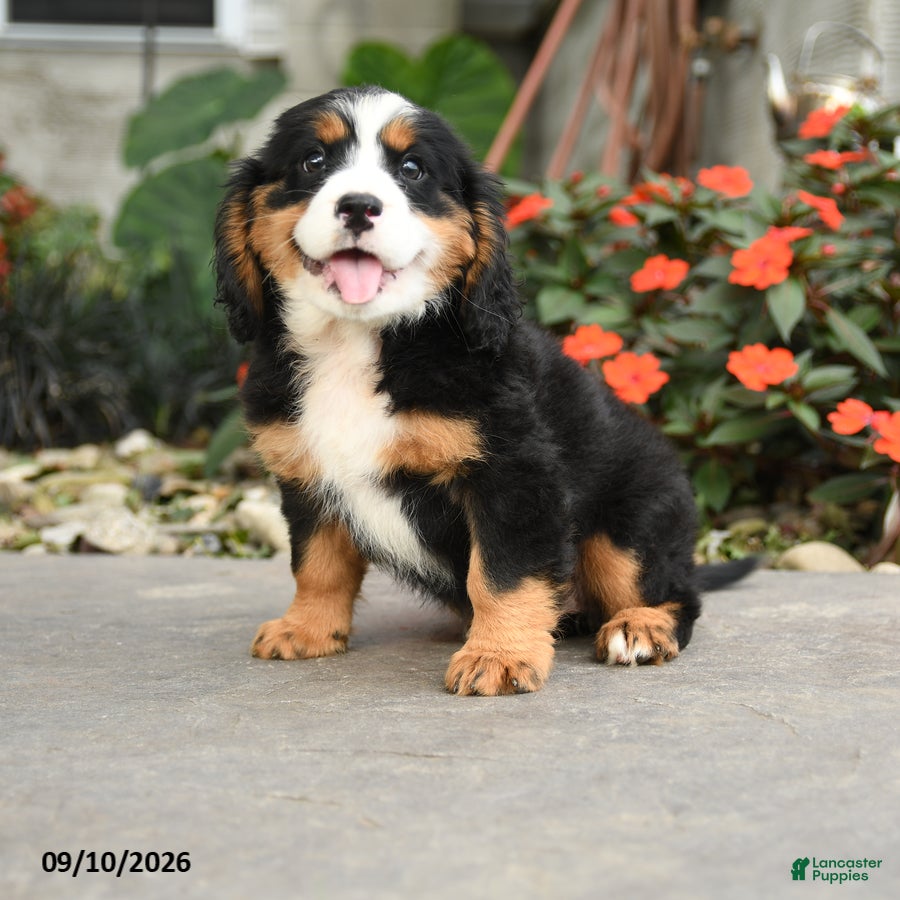 Miniature Bernese Mountain Dog dogs for sale: Madison - Ad 1