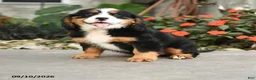 Miniature Bernese Mountain Dog dogs for sale: Madison - Ad 1