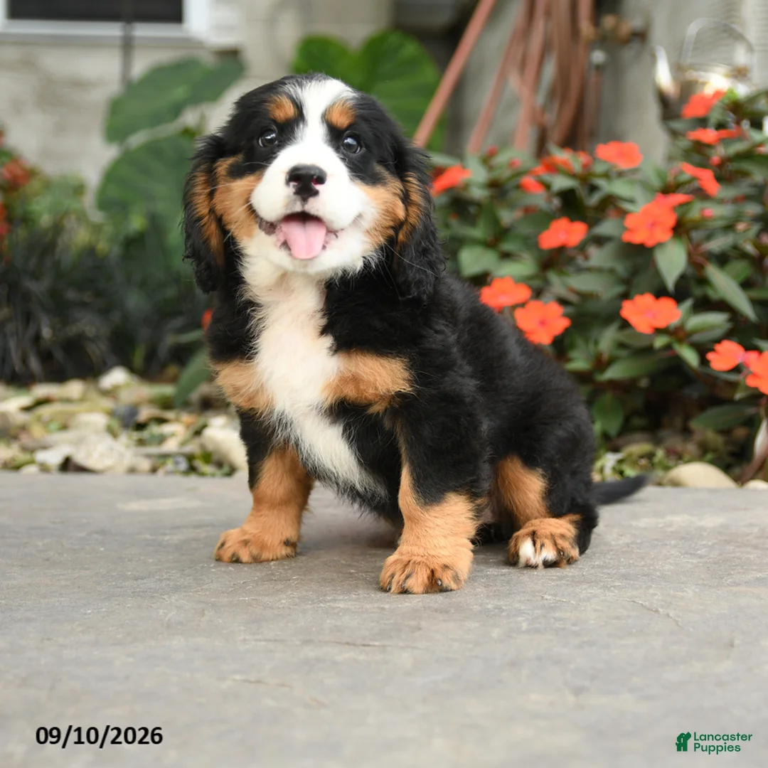 Miniature Bernese Mountain Dog dogs for sale: Madison - Ad 1