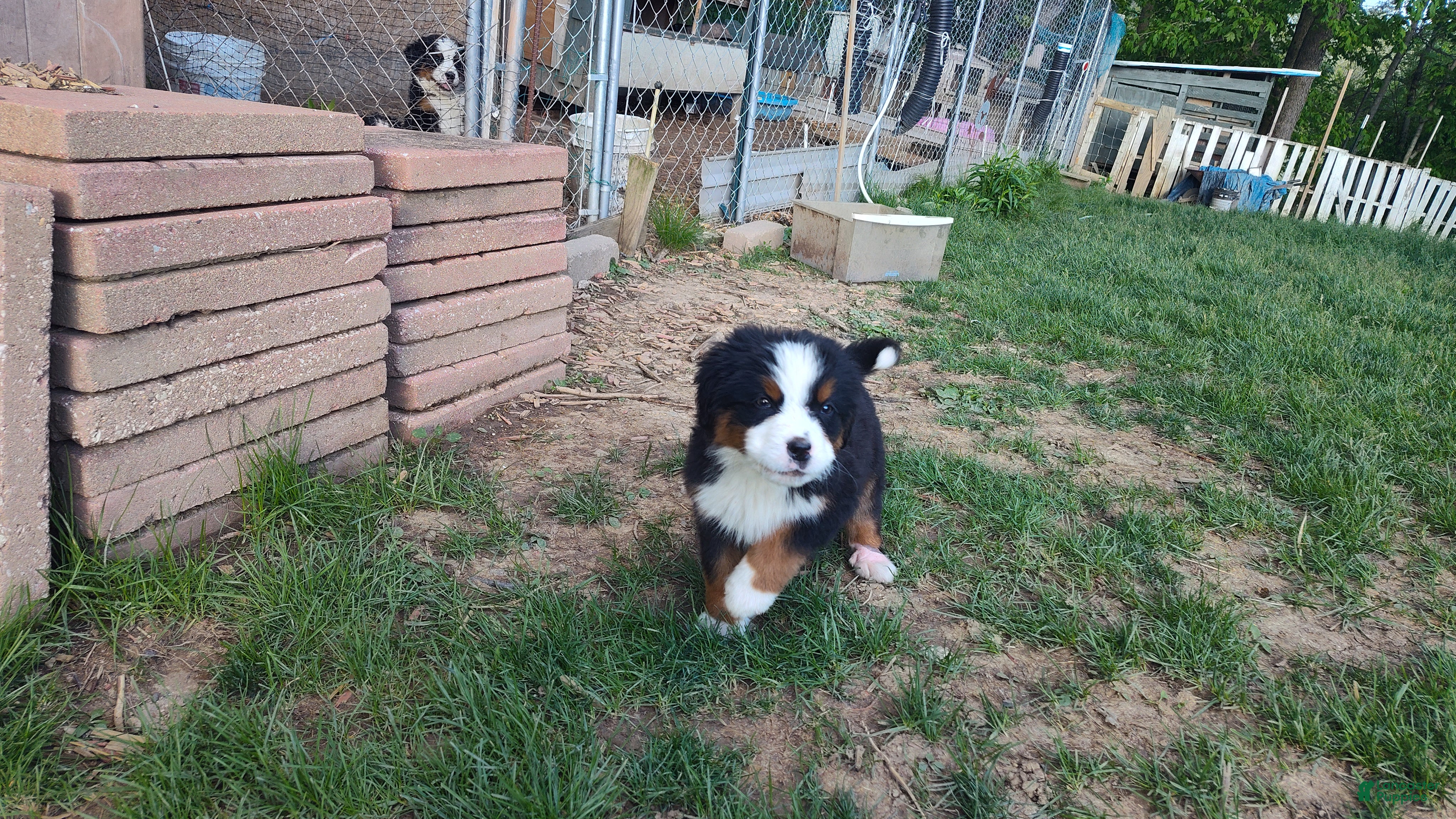 Bernese Mountain Dog dogs Bernese Mountain Dog Puppy 2 - Ad 41