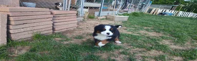 Bernese Mountain Dog Puppy 2