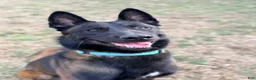 Belgian Malinois dogs for stud: Vidarr - Ad 7