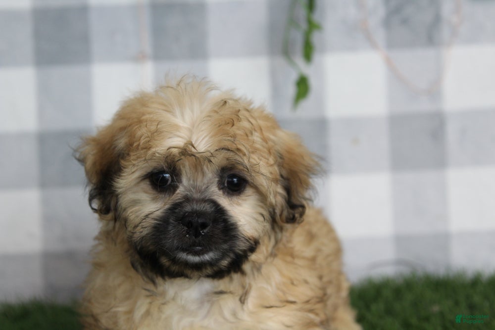 Shorkie dogs Juno - Ad 6