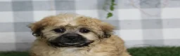 Shorkie dogs for sale: Juno - Ad 1