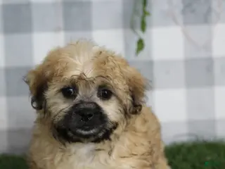 Shorkie dogs Juno - Ad 6