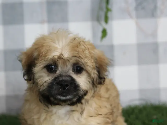 Shorkie dogs for sale: Juno - Ad 39