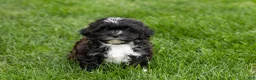 Shihpoo dogs for sale: Ivan - Ad 4