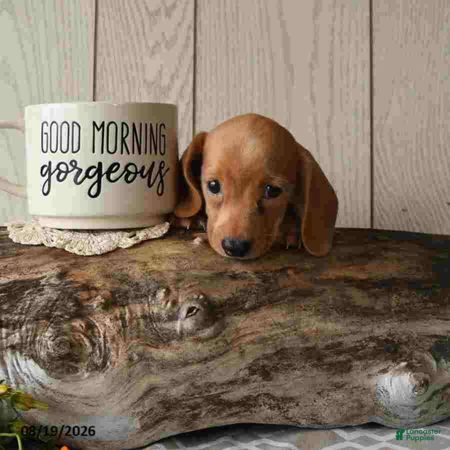 Miniature Dachshund dogs Renae - Ad 2