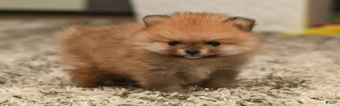 Peanut