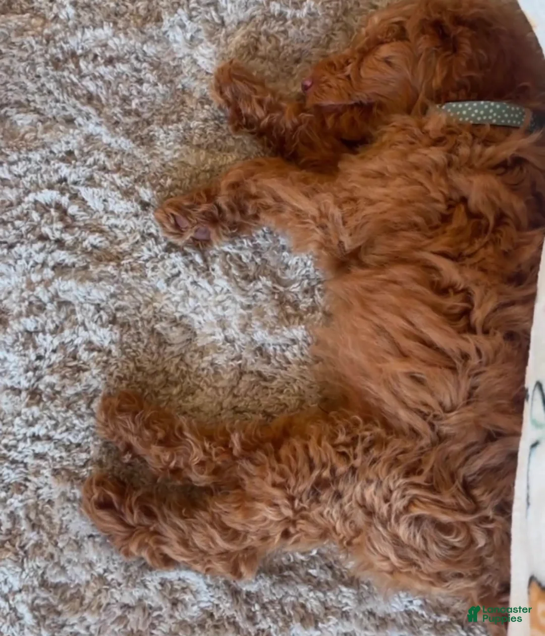 Goldendoodle dogs for sale: Goldendoodle 2 - Ad 2