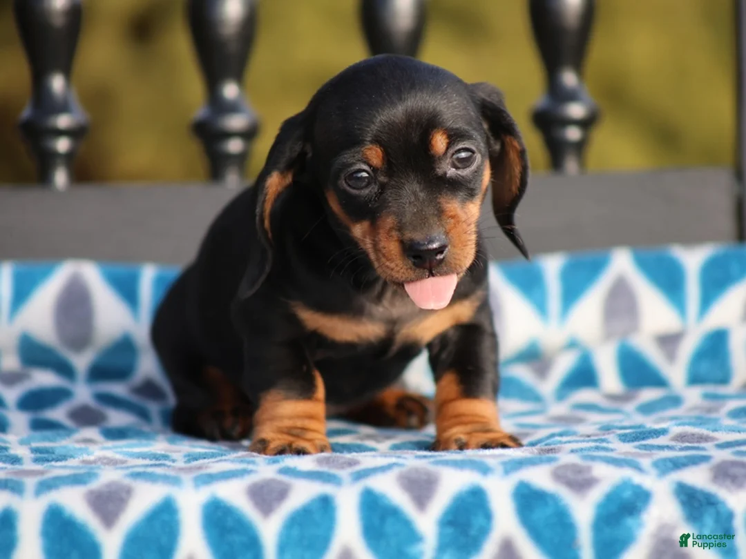 Miniature Dachshund dogs for sale: Bridget - Ad 2