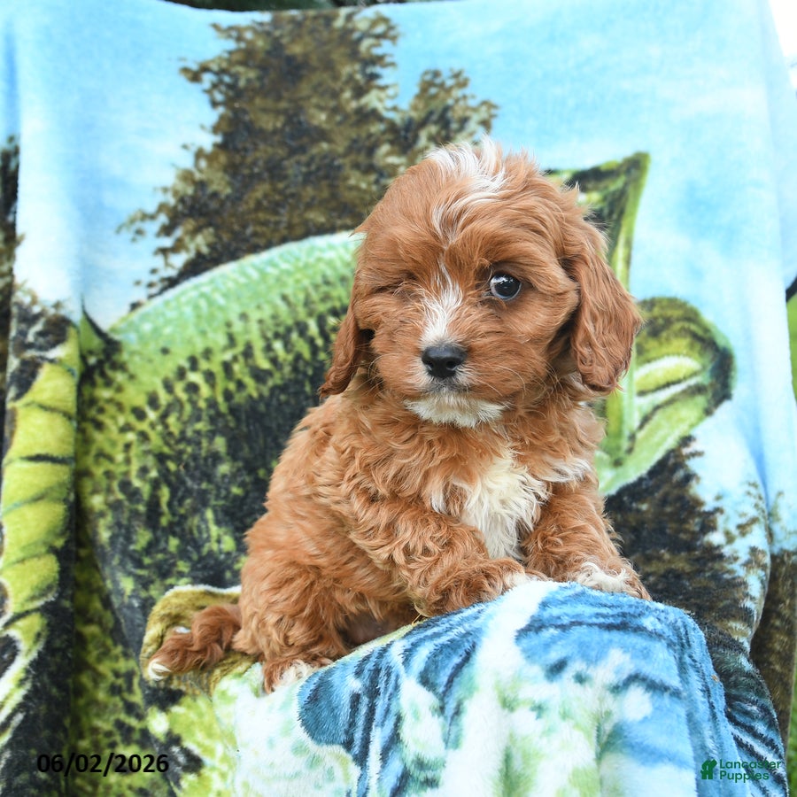 Cavapoo dogs for sale: Malachi - Ad 1