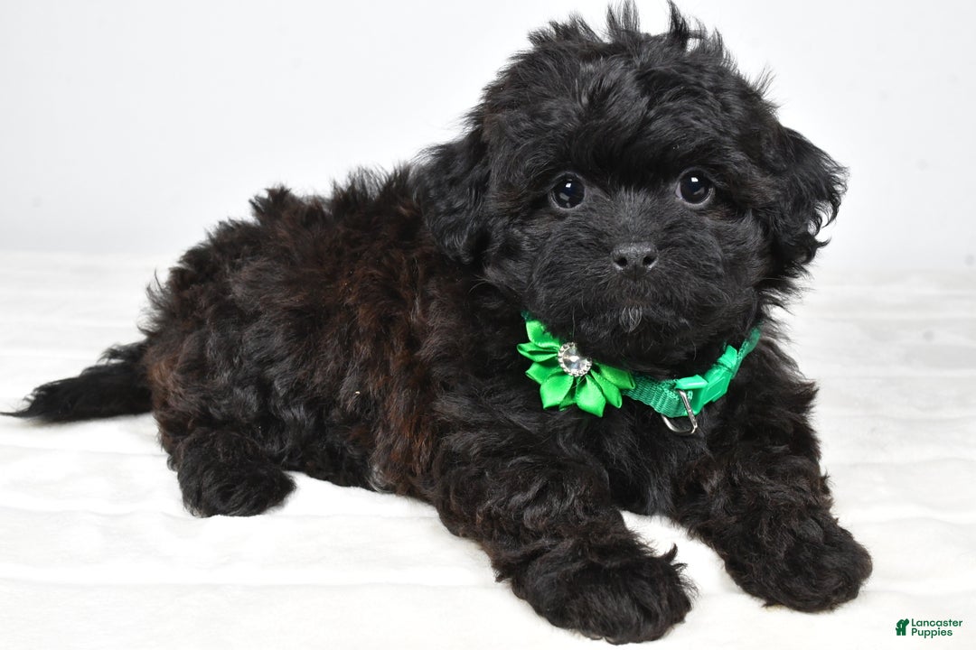 Shihpoo dogs for sale: Ivory - Ad 8