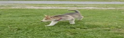 Gerberian Shepsky dogs for sale: Shadow - Ad 2