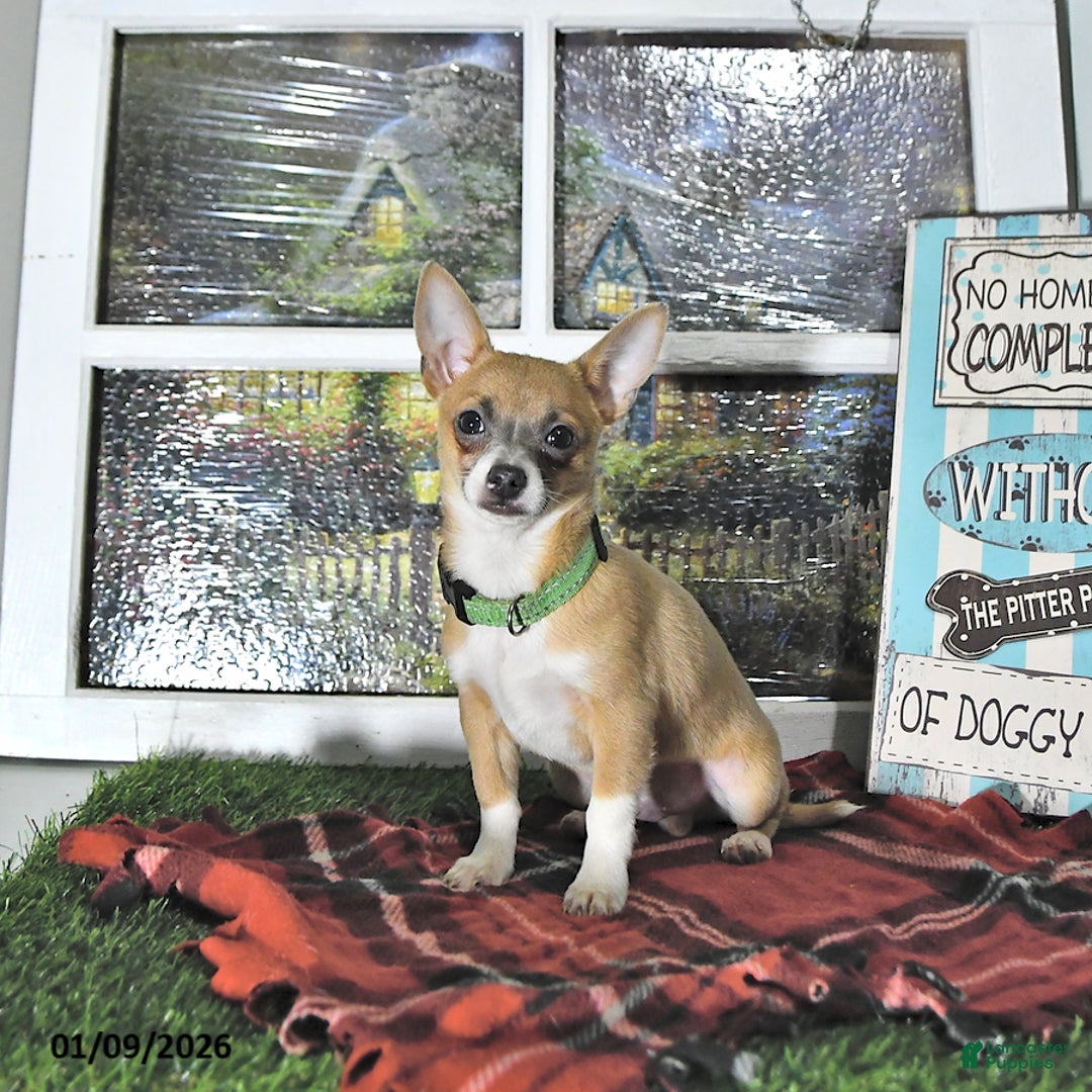 Chihuahua dogs for sale: Fritz - Ad 7