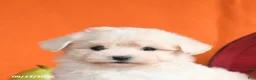 Maltese dogs for sale: Ocean - Ad 5
