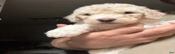 Mixed Breed dogs for sale: Angel  - Ad 6