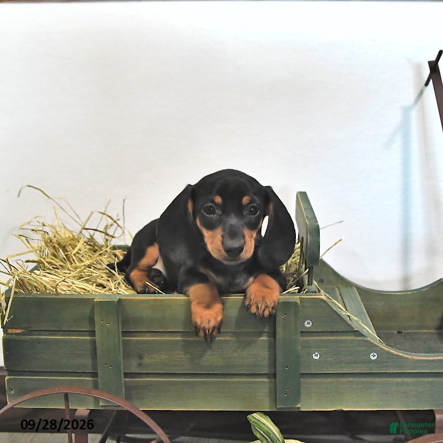 Miniature Dachshund dogs Jax - Ad 2