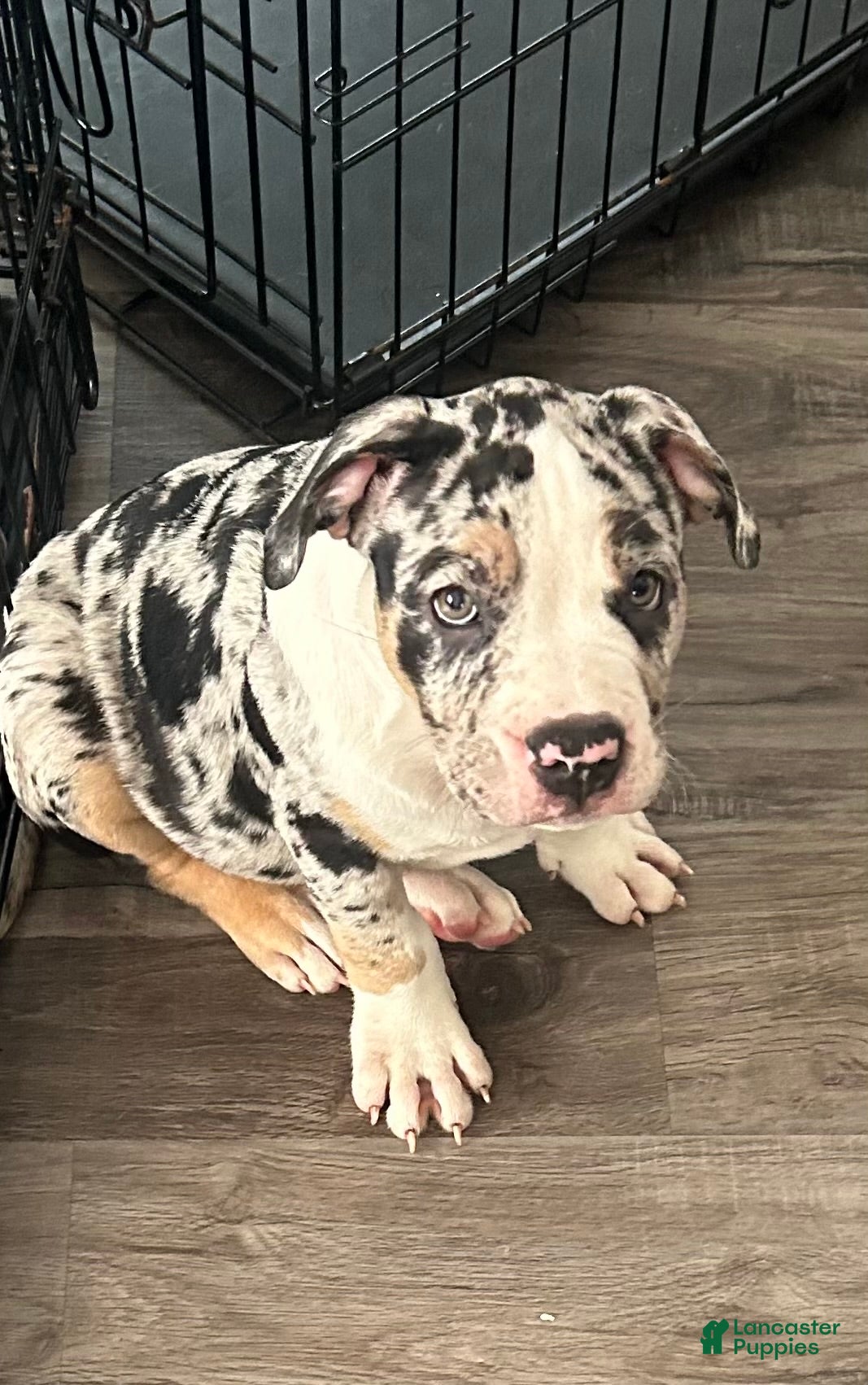 American Bully dogs American Bully 2 - Ad 33