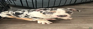 American Bully 2
