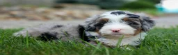 Mini Bernedoodle dogs for sale: 🐾 Meet Paxton 🐾 - Ad 12