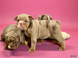 English Bulldog dogs Perfection - Ad 25
