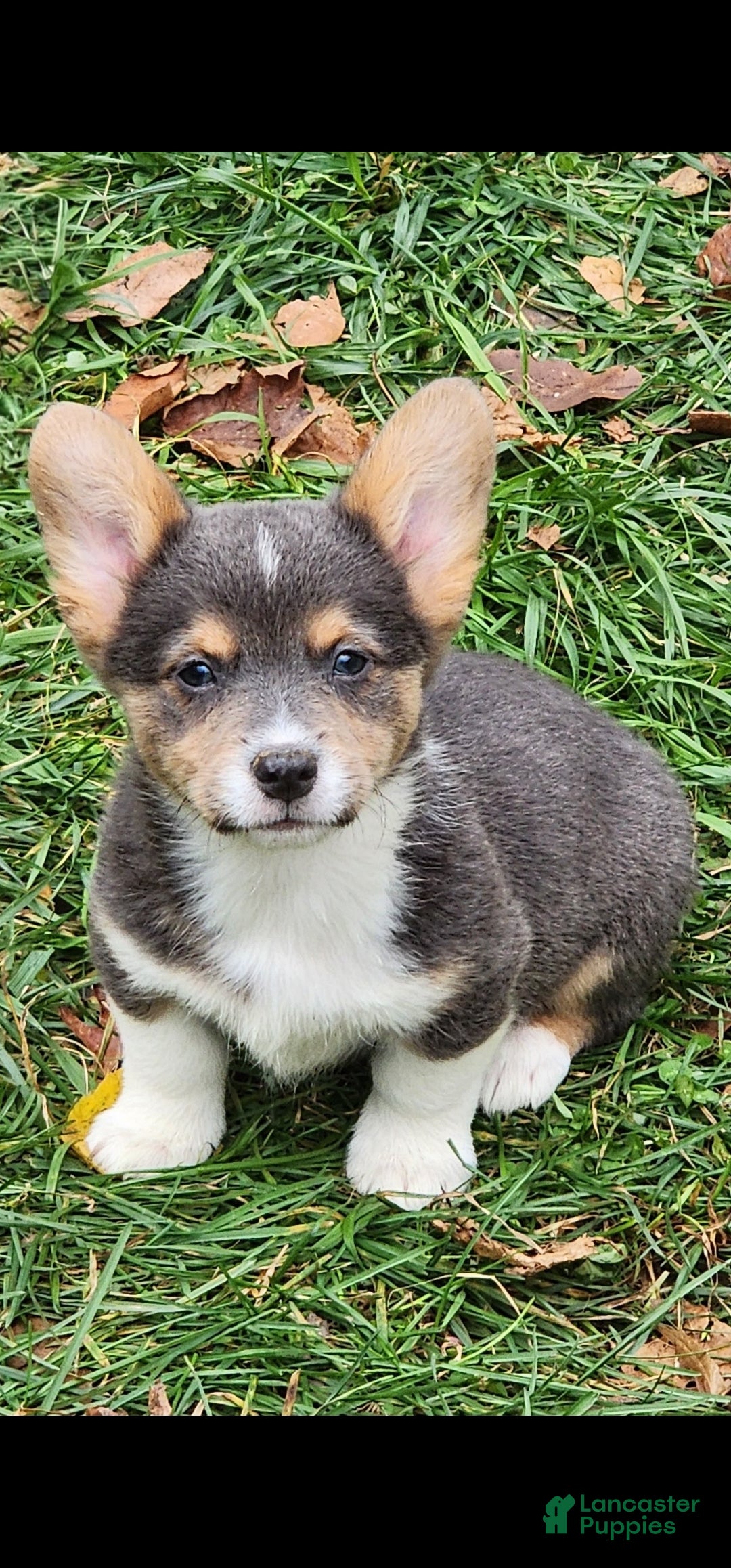 Welsh Corgi Pembroke dogs for sale: Abel Bluie - Ad 25