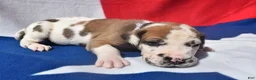 Great Dane dogs for sale: Great Dane - Lavender Collar - Fawnequin - Ad 5