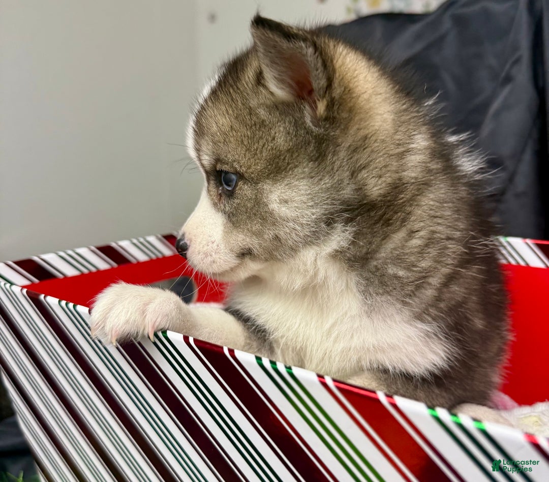 Mixed Breed dogs for sale: Cocoa - Ad 11