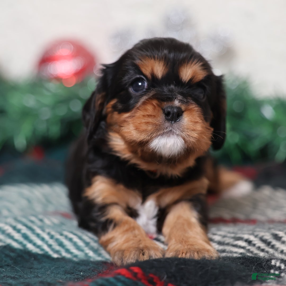 Cavalier King Charles Spaniel dogs for sale: Opal | Genetically Screened  - Ad 5