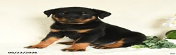 Rottweiler dogs for sale: Arlo - Ad 4
