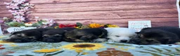German Shepherd dogs for sale: Agate  - Ad 8