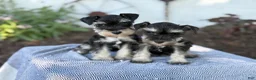 Miniature Schnauzer dogs for sale: Tereesa - Ad 19
