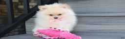 Pomeranian dogs for sale: Ruby - Ad 4