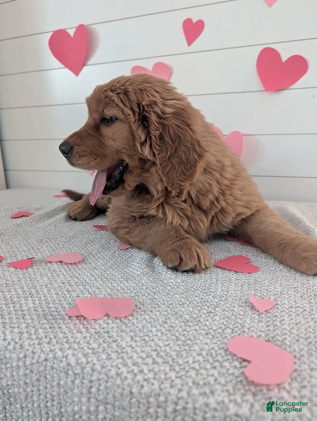 Golden Retriever dogs for sale: Goldie - Ad 18