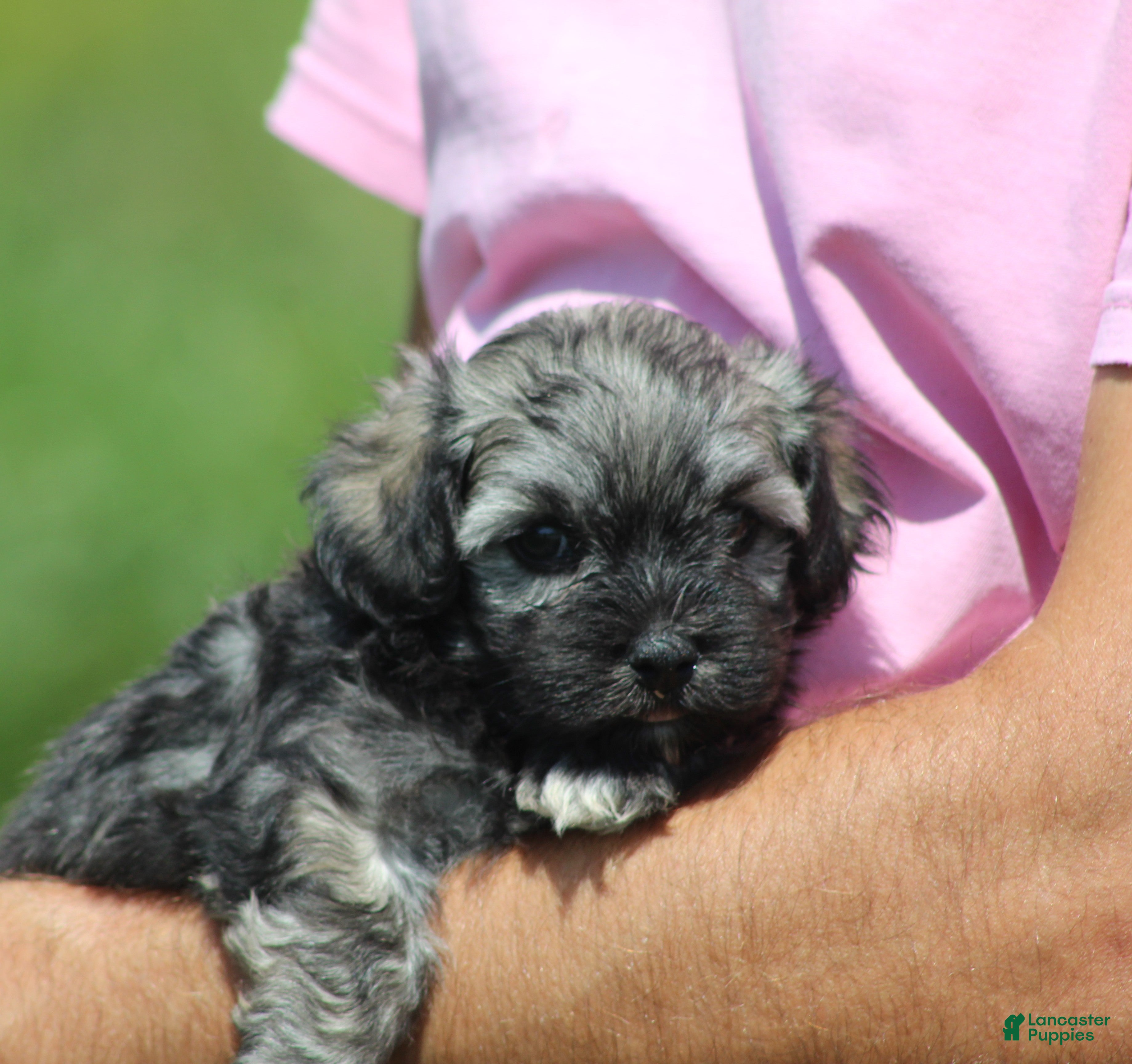 Havanese dogs Mindy - Ad 33