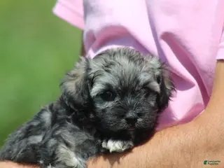 Havanese dogs Mindy - Ad 33