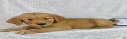 Golden Retriever dogs for sale: Ranger - Ad 4