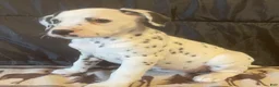 Dalmatian dogs for sale: Sugar - Ad 3
