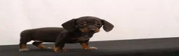 Dachshund dogs for sale: Nancy - Ad 6