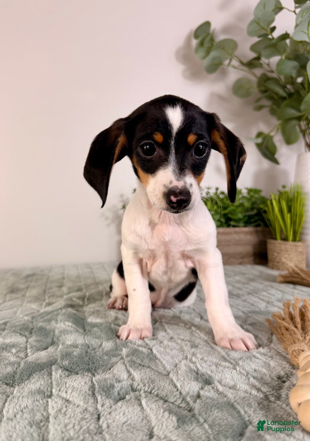 Miniature Dachshund dogs for sale: Dot - Ad 4