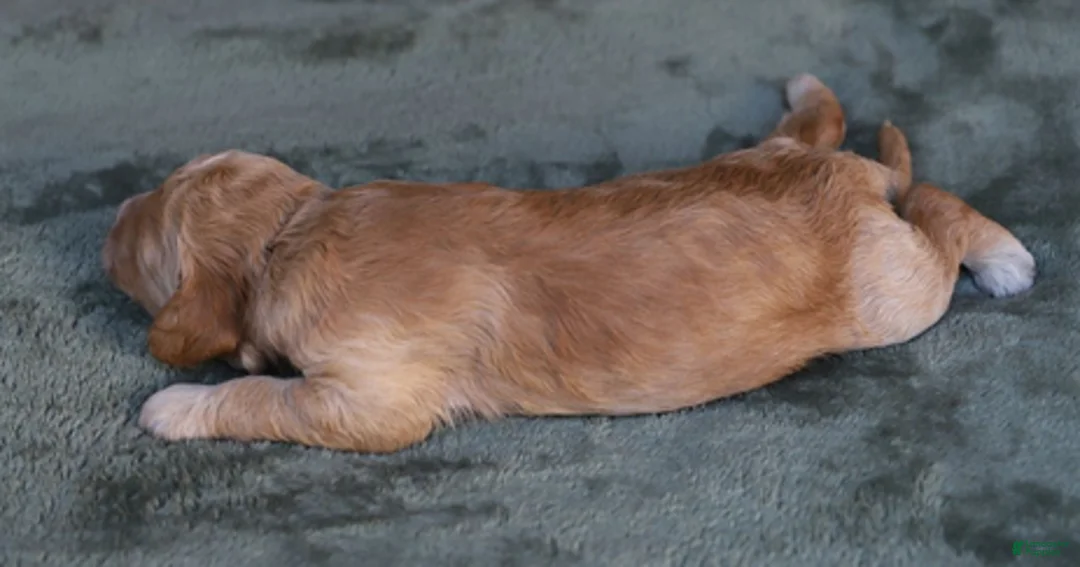 Goldendoodle dogs for sale: Rune - Ad 4