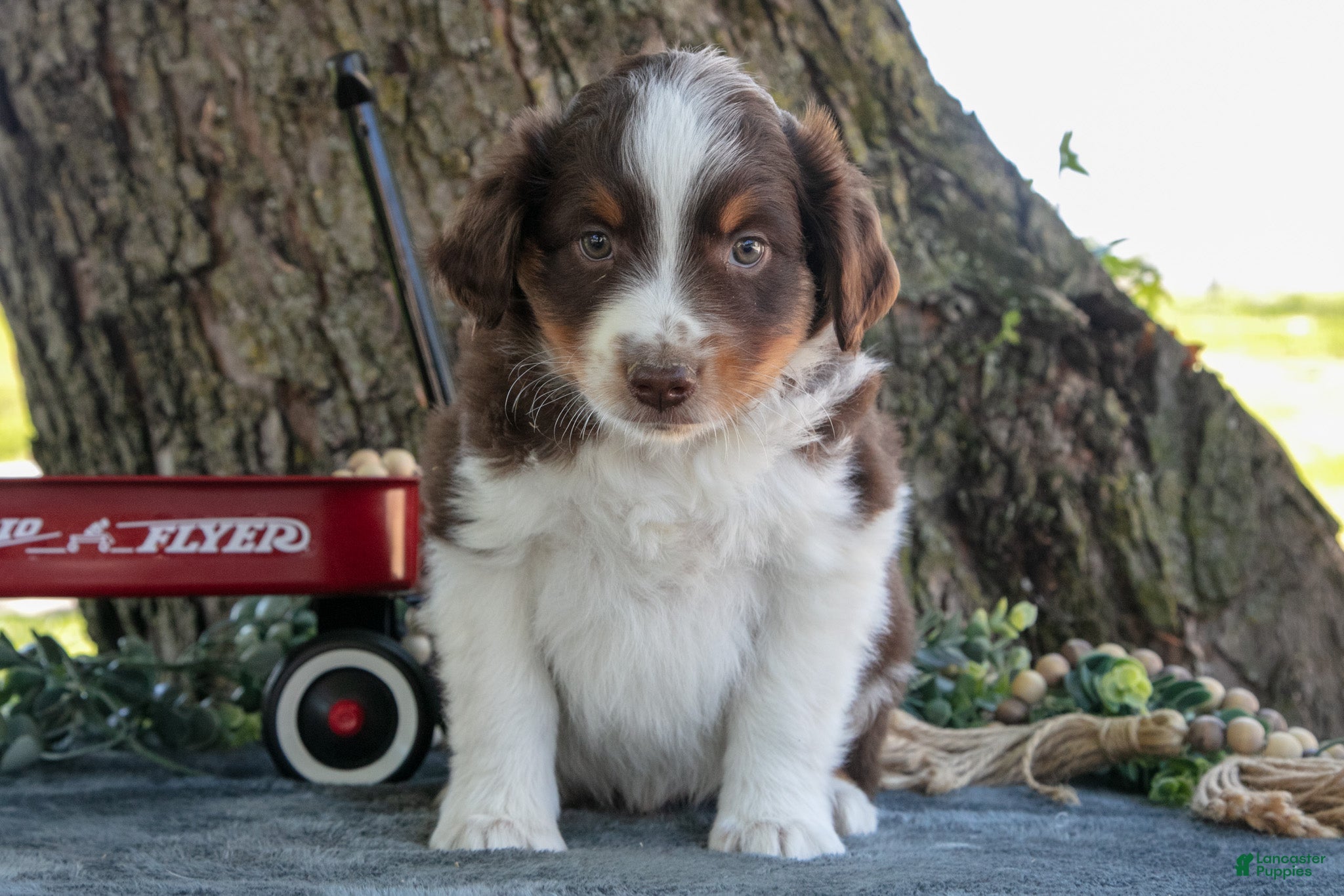 Miniature Australian Shepherd dogs Buster - Ad 39