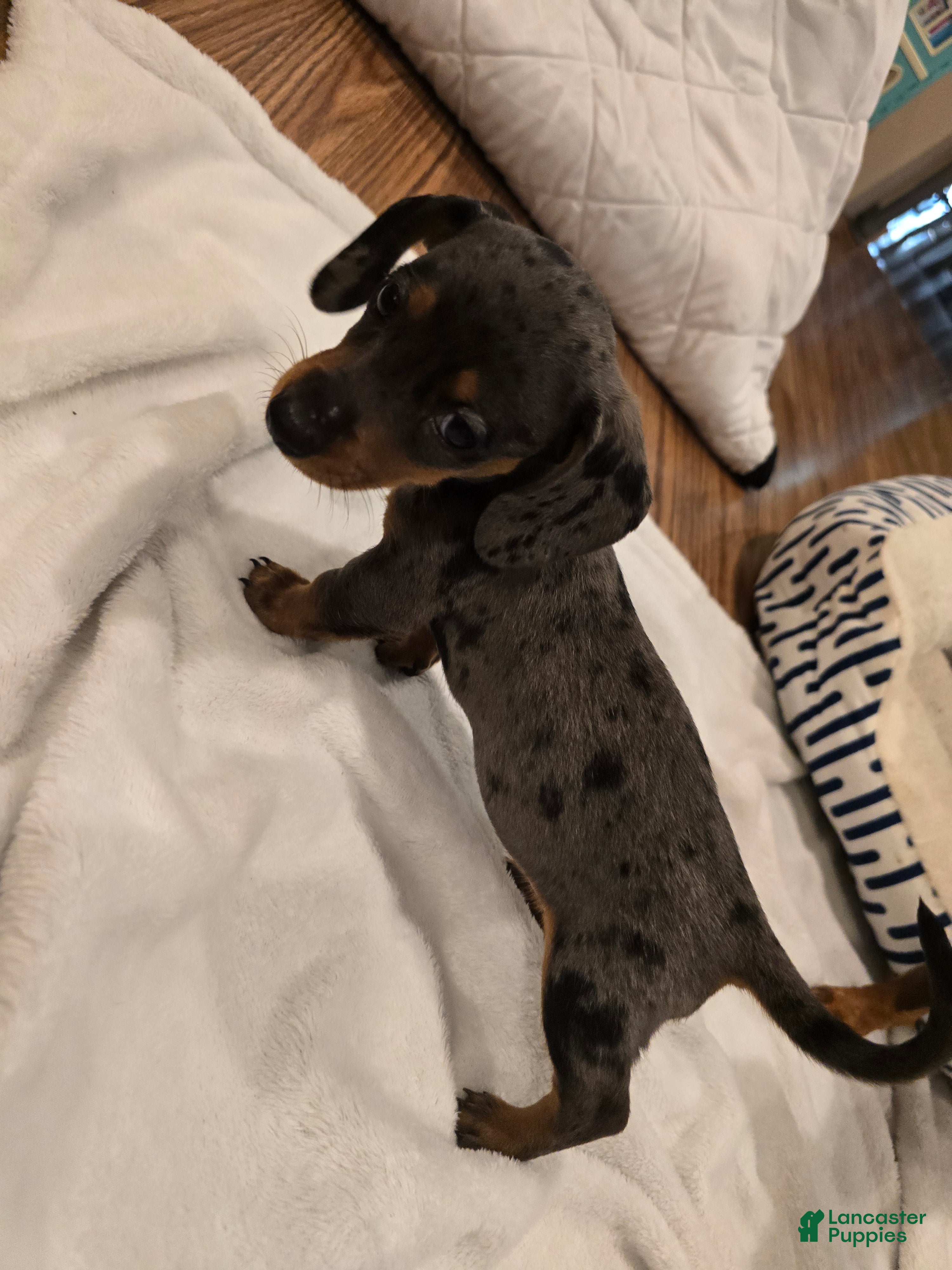 Miniature Dachshund dogs Moe - Ad 12