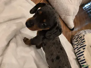 Miniature Dachshund dogs Moe - Ad 33