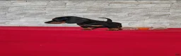Miniature Dachshund dogs for sale: Tootsie - Ad 8