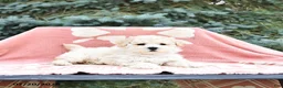 Maltipoo dogs for sale: Russell - Ad 4